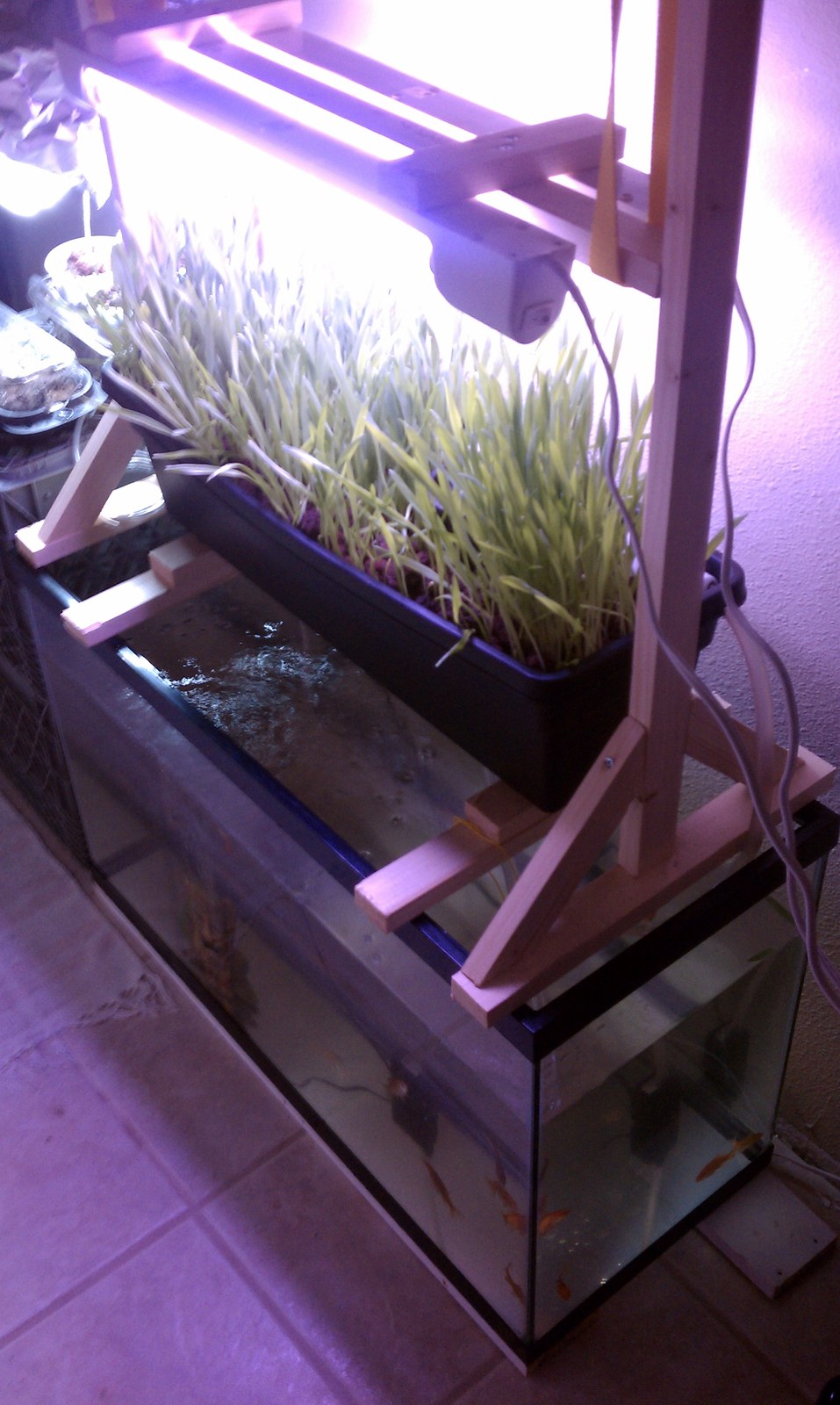A tray of barley grass on a timber frame directly above a glass tank of goldfish, lit by a shop light.