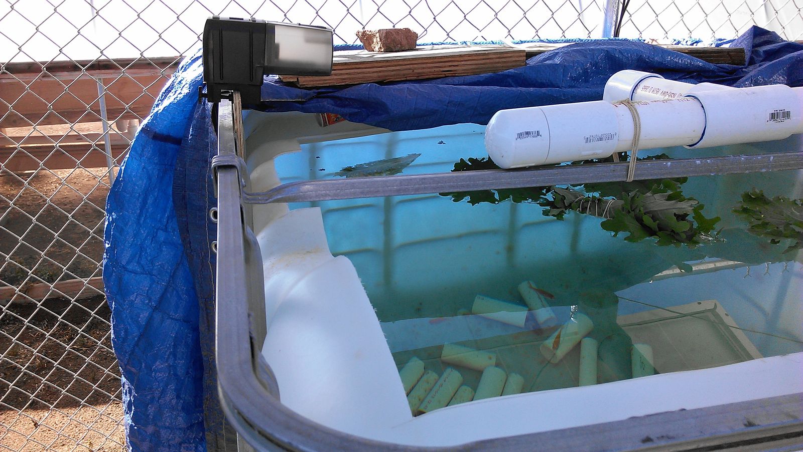 Close view of the automatic feeder and the PVC inlet pipe at the corner of the tank.