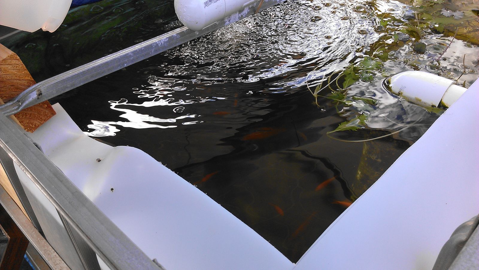 Goldfish swimming beneath greens floating on the surface of the tank.