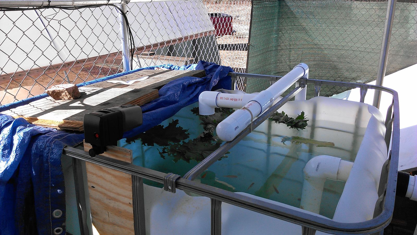 An IBC tote fish tank inside the chain link fence, an automatic feeder clamped at the corner and greens floating on the water.