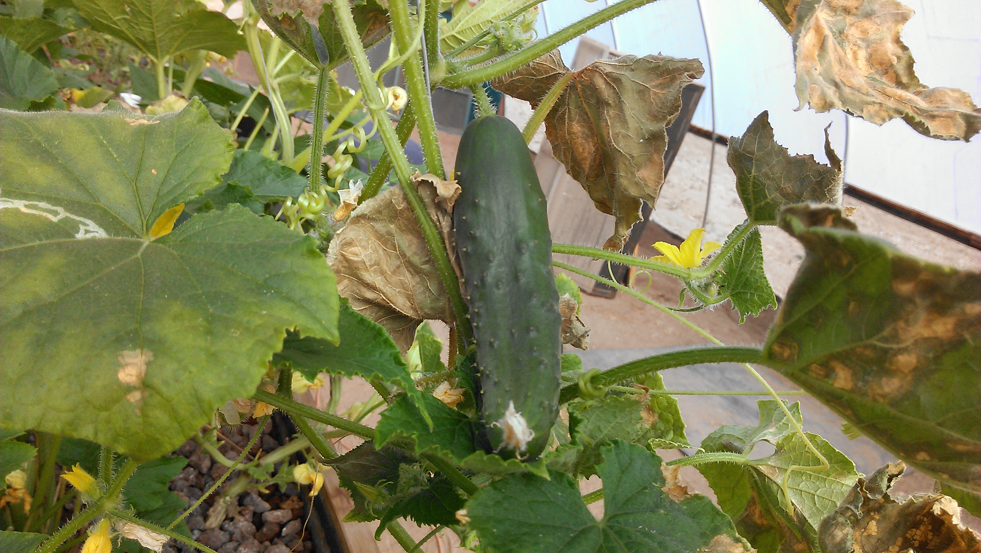 A cucumber ripening on the vine, open yellow flowers and curling tendrils around it, inside the hoop house.